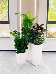 想让镇海办公室焕发生机？绿植租摆是绝佳选择！